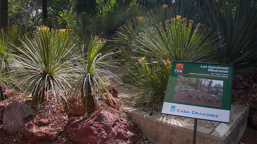 “Campos de los Dragones” at Mexico’s Botanical Gardens