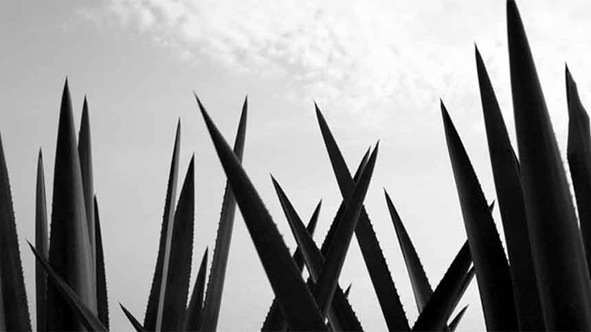 Pure Essence of Agave